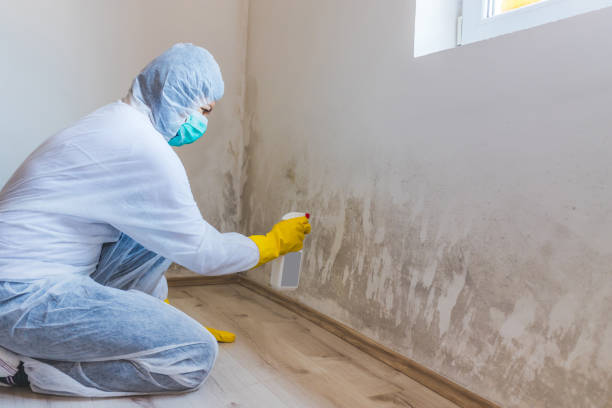 Licensed Mold Inspection service in Shelbyville, KY - WQB Mold Removal